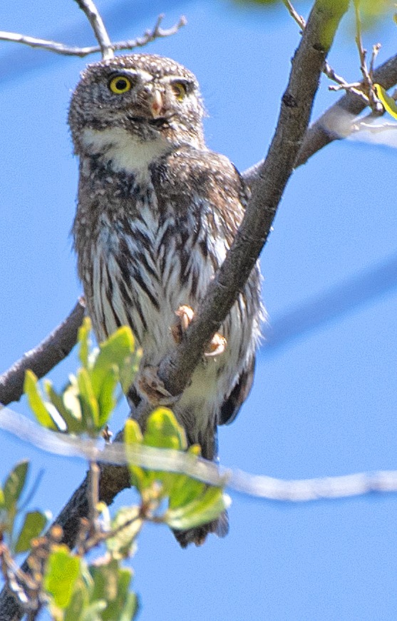 Northern Pygmy-Owl (Mountain) - ML620277883