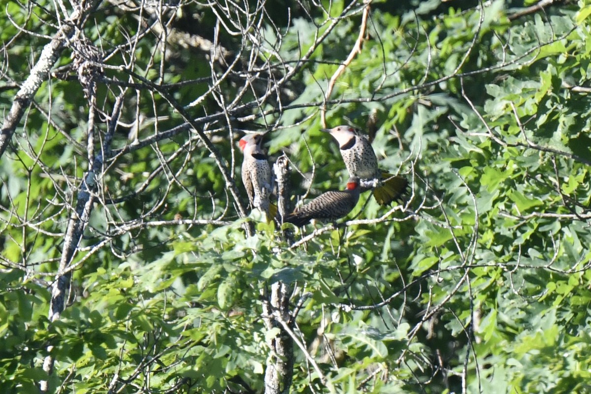 Northern Flicker - ML620277887