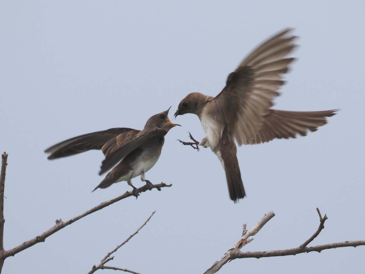 Northern Rough-winged Swallow - ML620277896