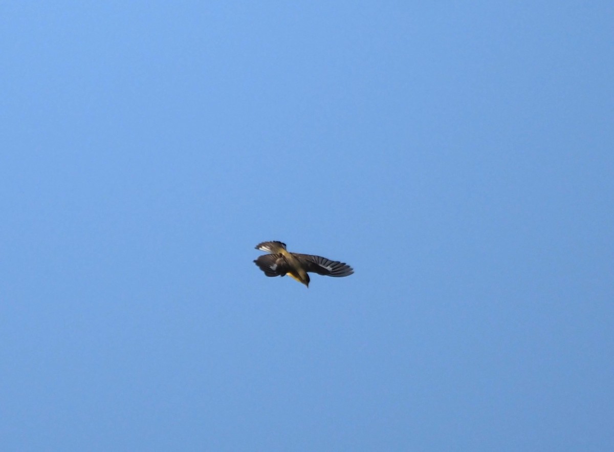 Lesser Goldfinch - ML620277898