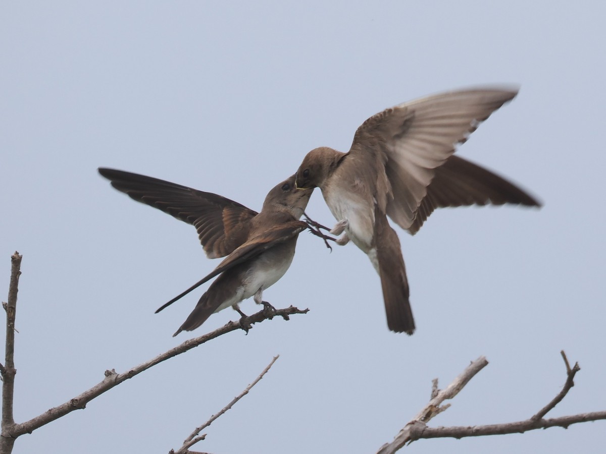 Hirondelle à ailes hérissées - ML620277900