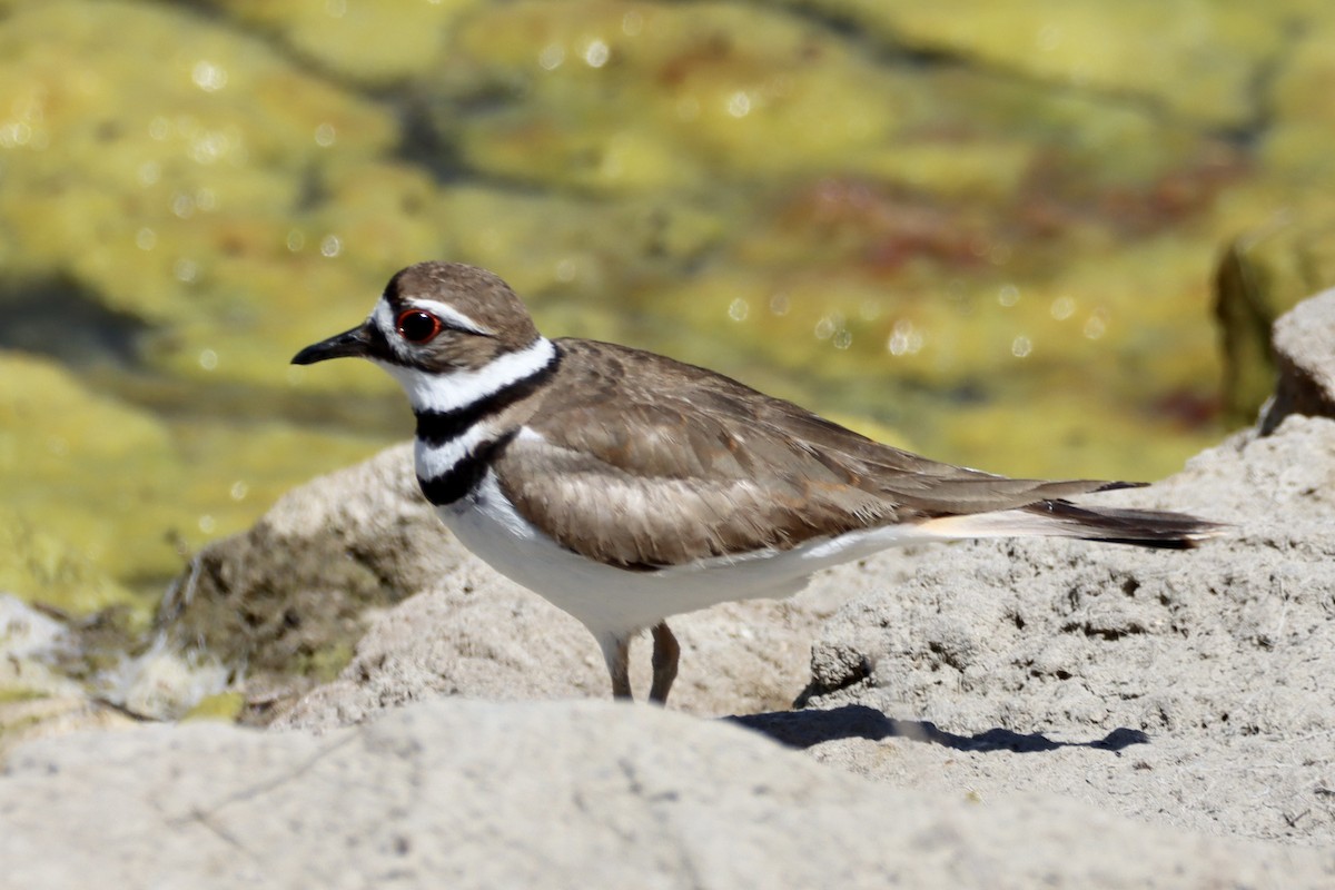 Killdeer - ML620277911