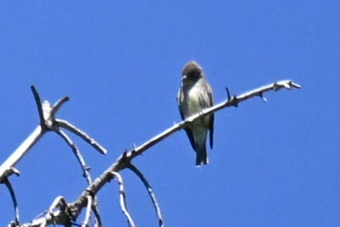 Western Flycatcher - ML620277912