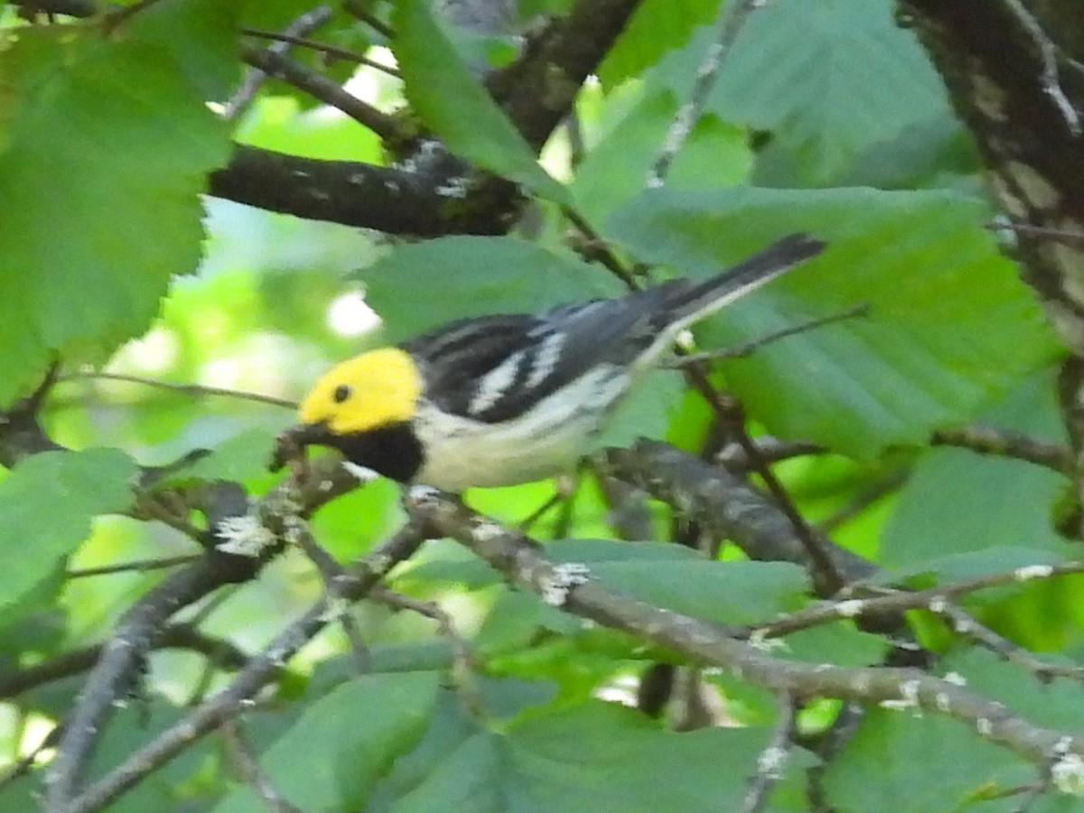 Paruline à tête jaune - ML620277913