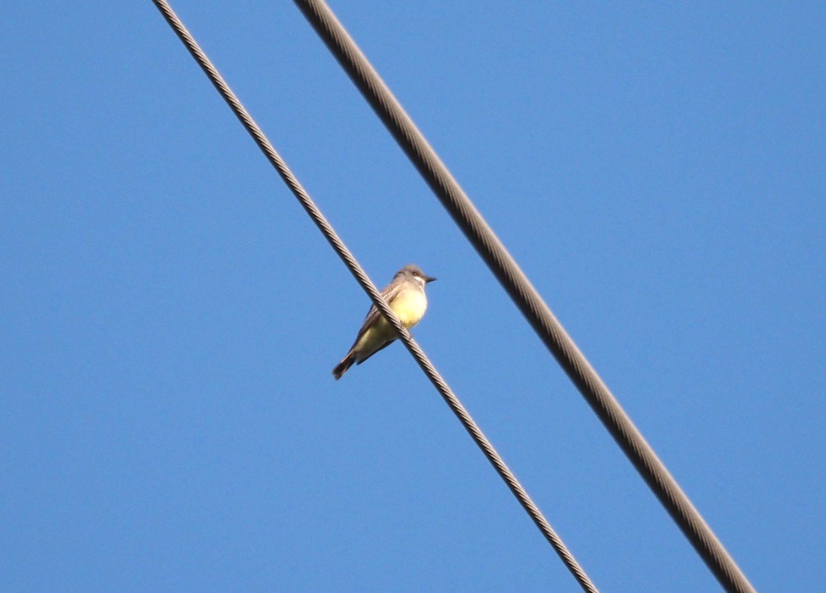 Cassin's Kingbird - ML620277914