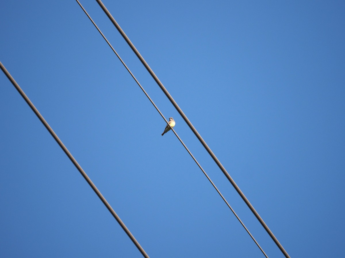 Cassin's Kingbird - ML620277915