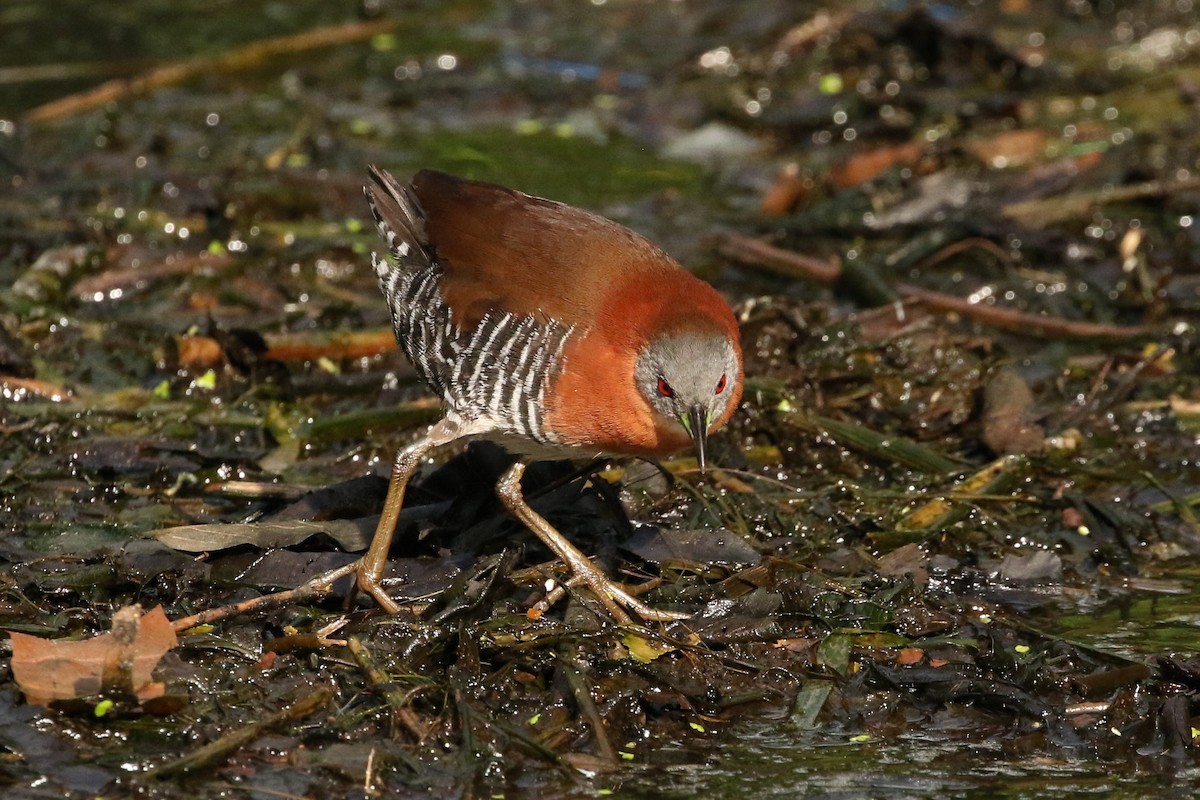 White-throated Crake - ML620277918