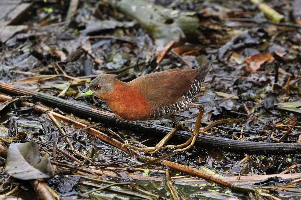 キタノドジロコビトクイナ - ML620277919