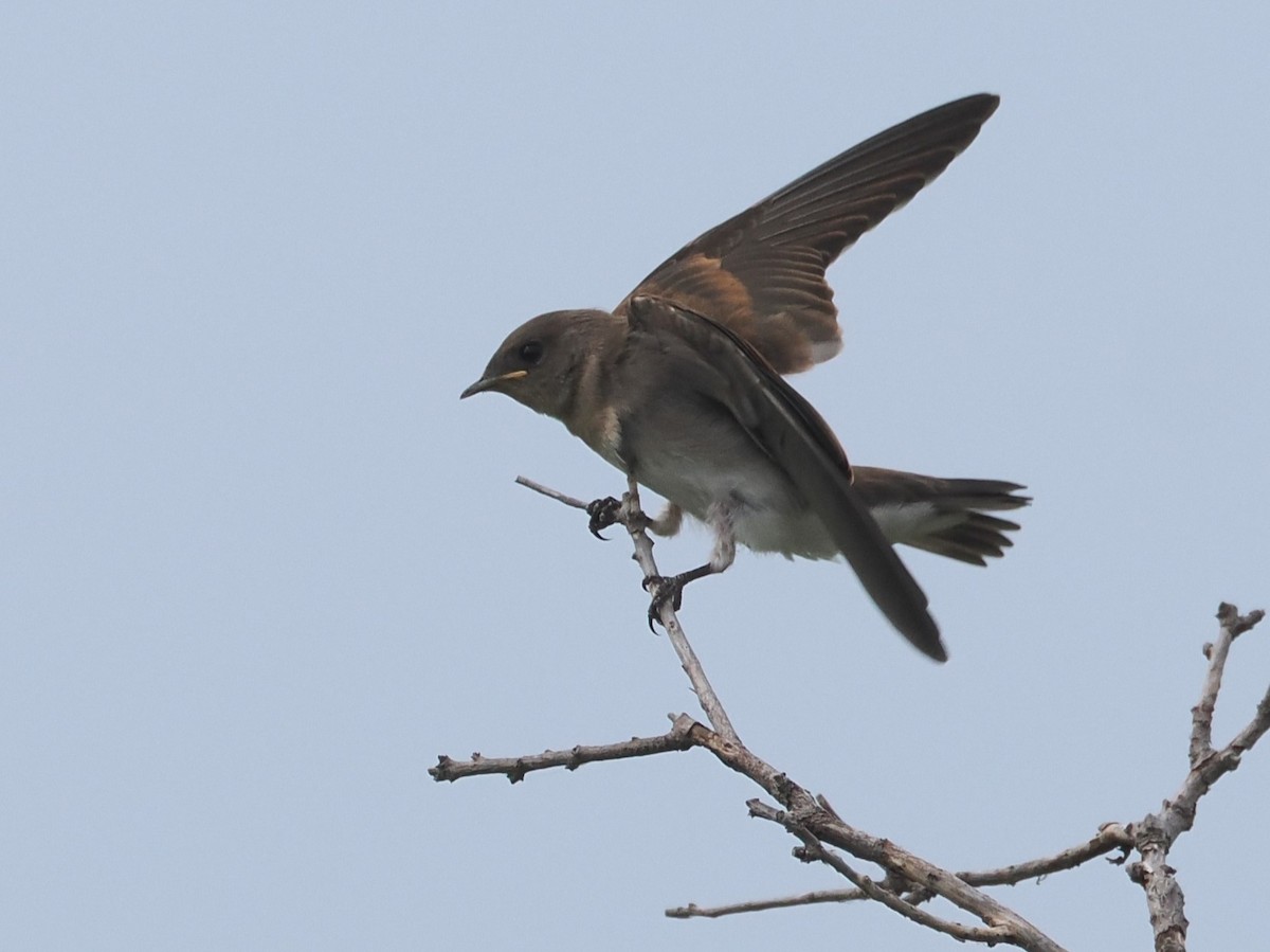 Northern Rough-winged Swallow - ML620277921