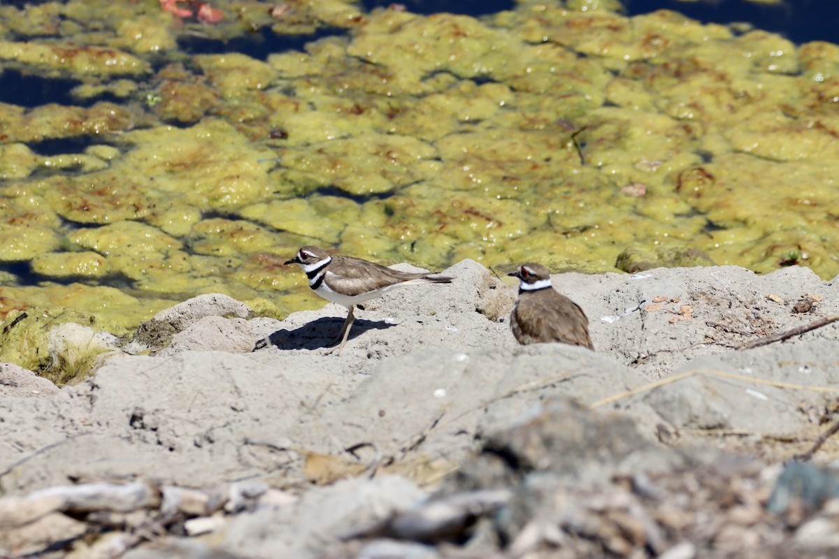 Killdeer - ML620277923