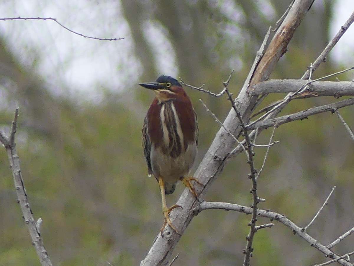 Green Heron - ML620277925