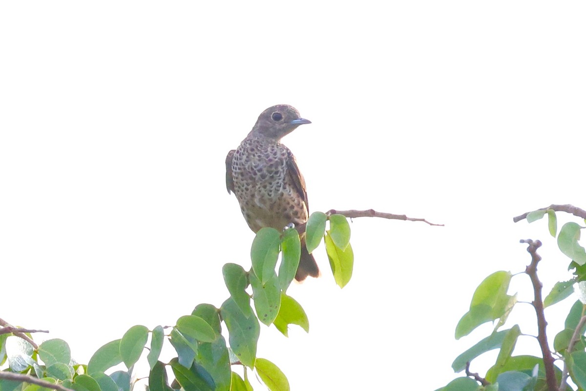 Cotinga Azul - ML620277926