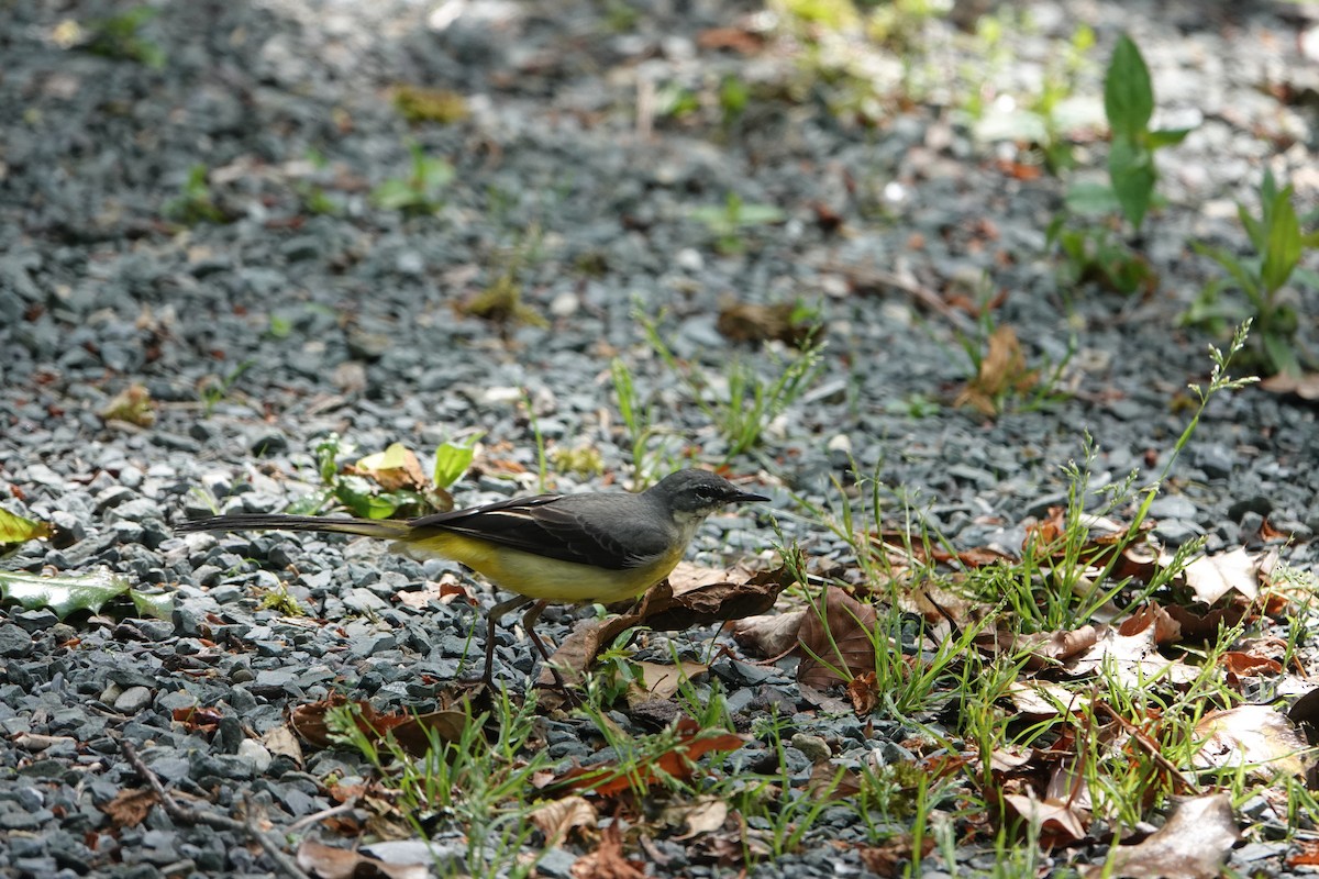 Gray Wagtail - ML620277928