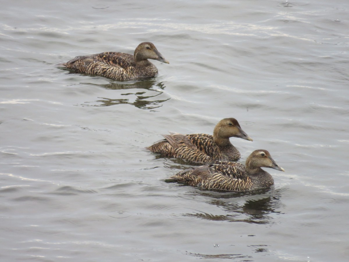 Common Eider - ML620277932