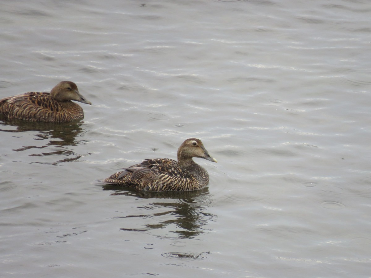 Common Eider - ML620277933