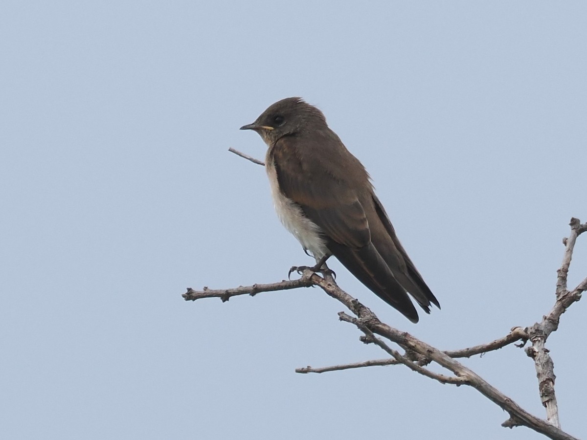 Northern Rough-winged Swallow - ML620277937