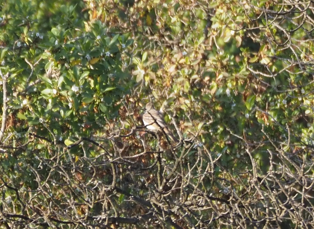 Ash-throated Flycatcher - ML620277938