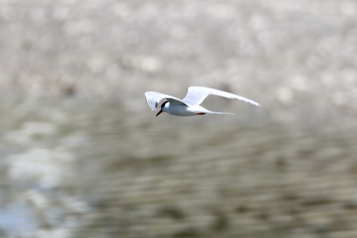 Forster's Tern - Nat Smale