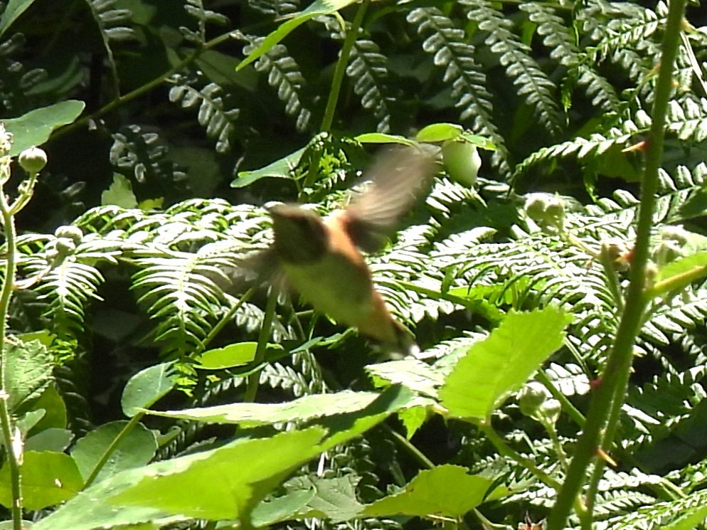 Rufous Hummingbird - ML620277942