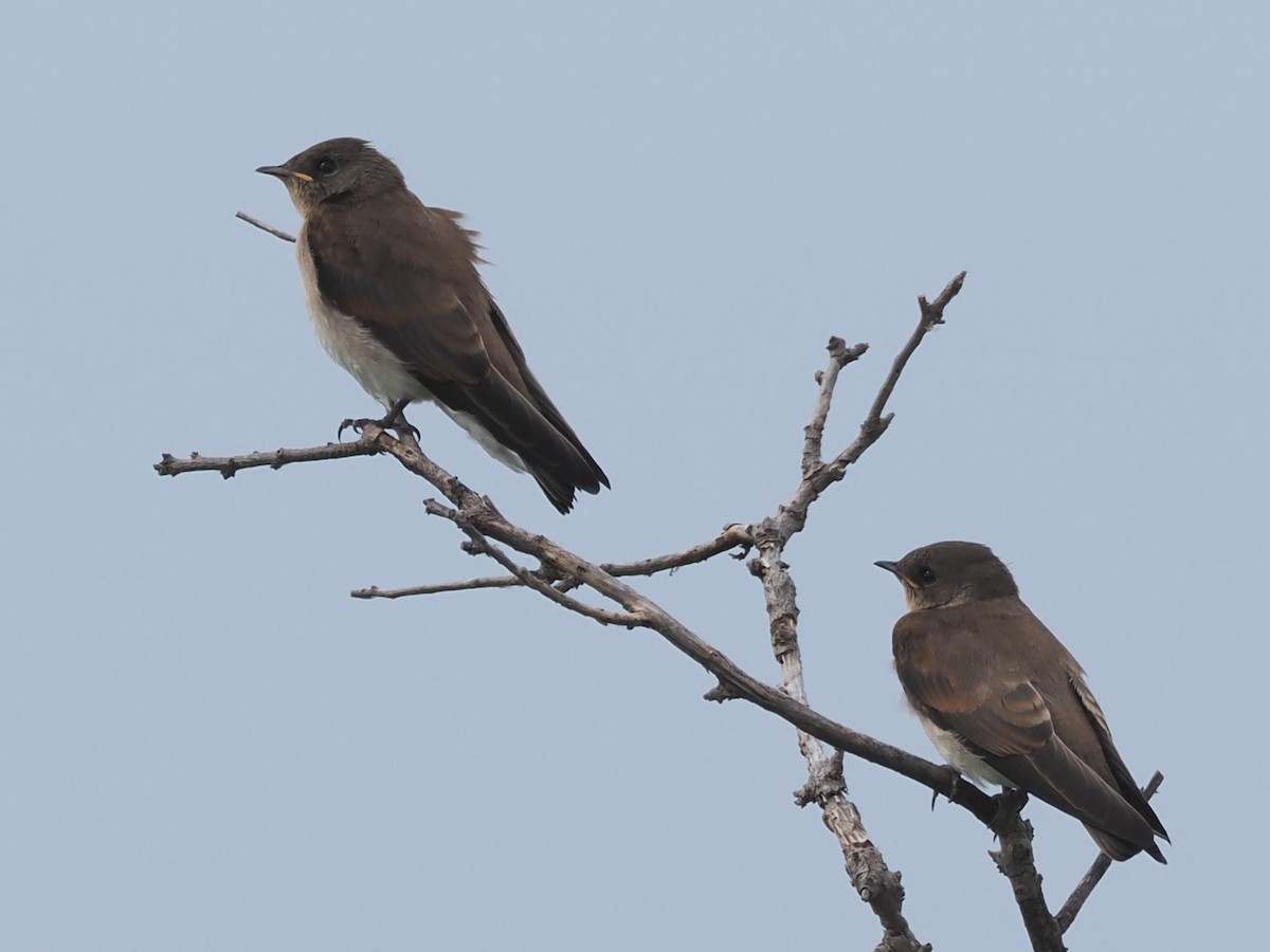 Northern Rough-winged Swallow - ML620277946
