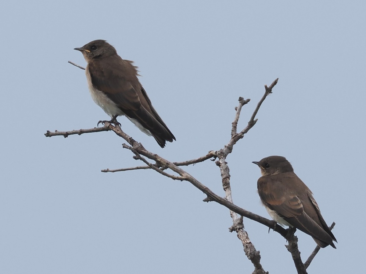 Golondrina Aserrada - ML620277946