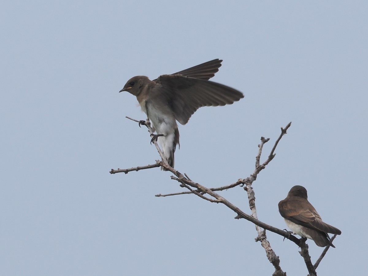 Golondrina Aserrada - ML620277955