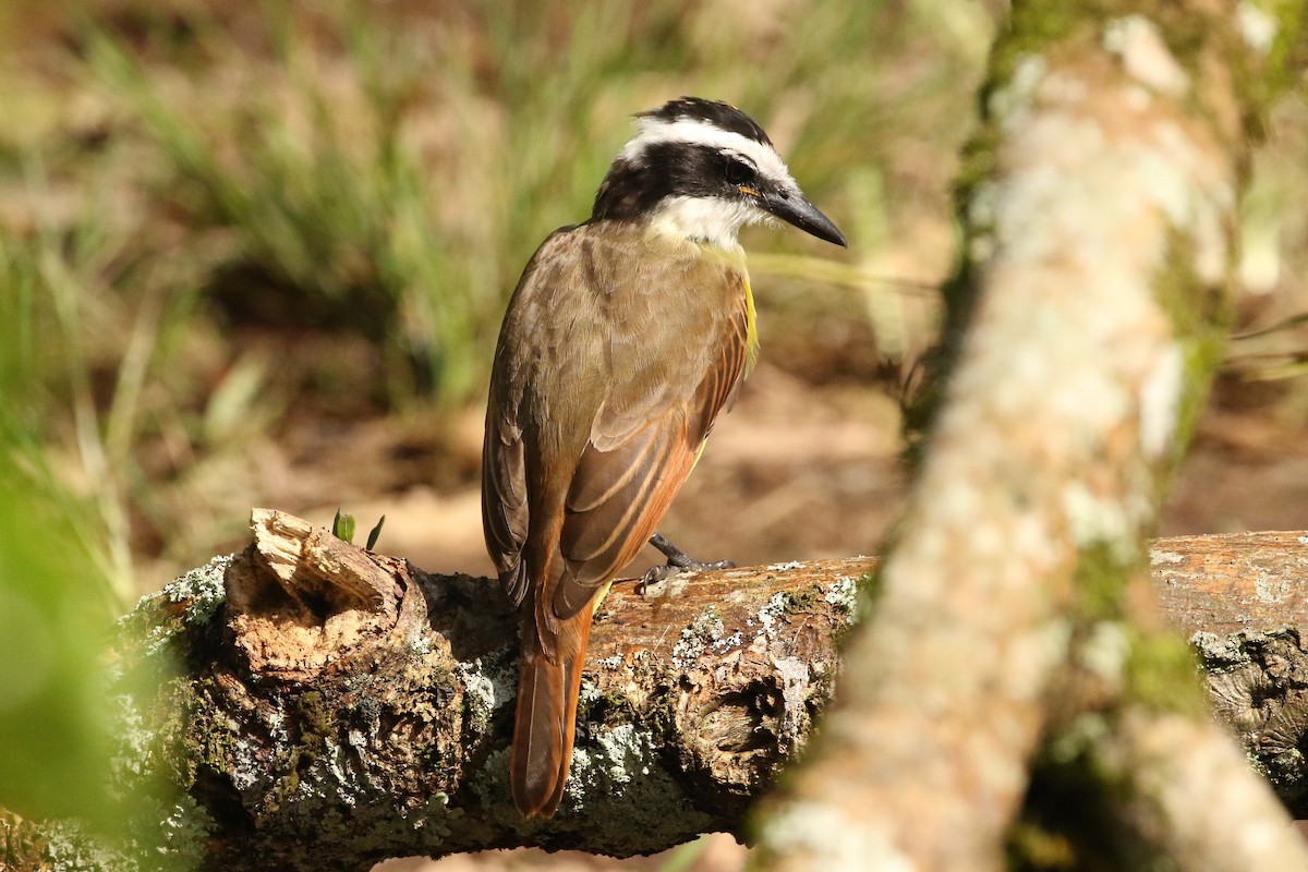 Great Kiskadee - ML620277959