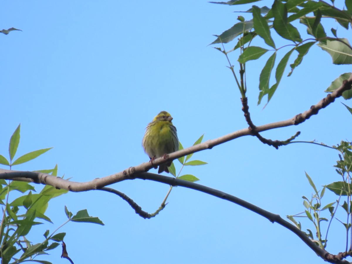 European Serin - ML620277960