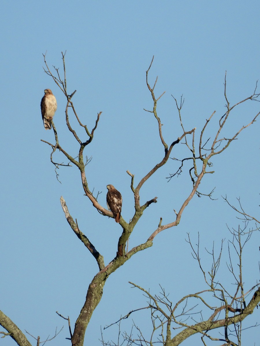 Red-tailed Hawk - Tracy Mosebey