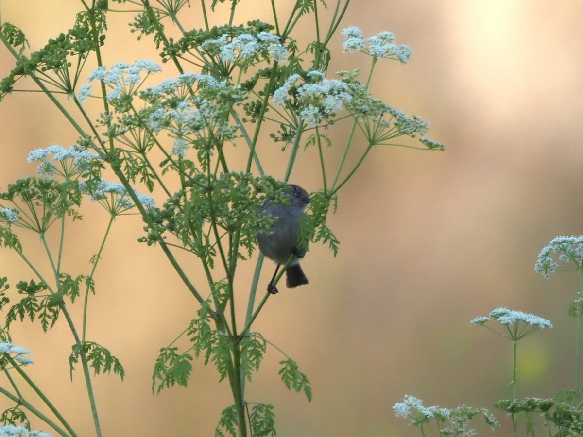 Bushtit - ML620277965