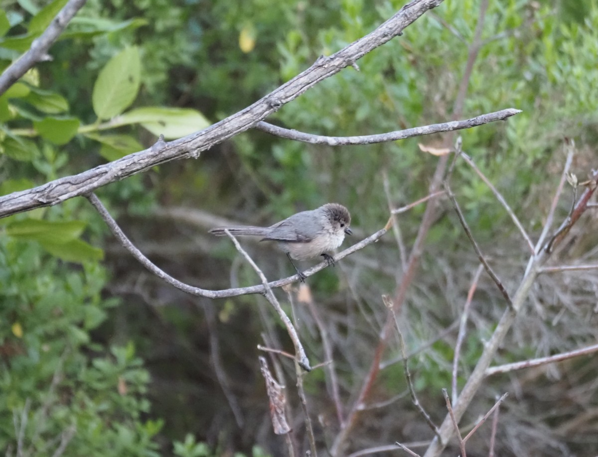 Bushtit - ML620277966