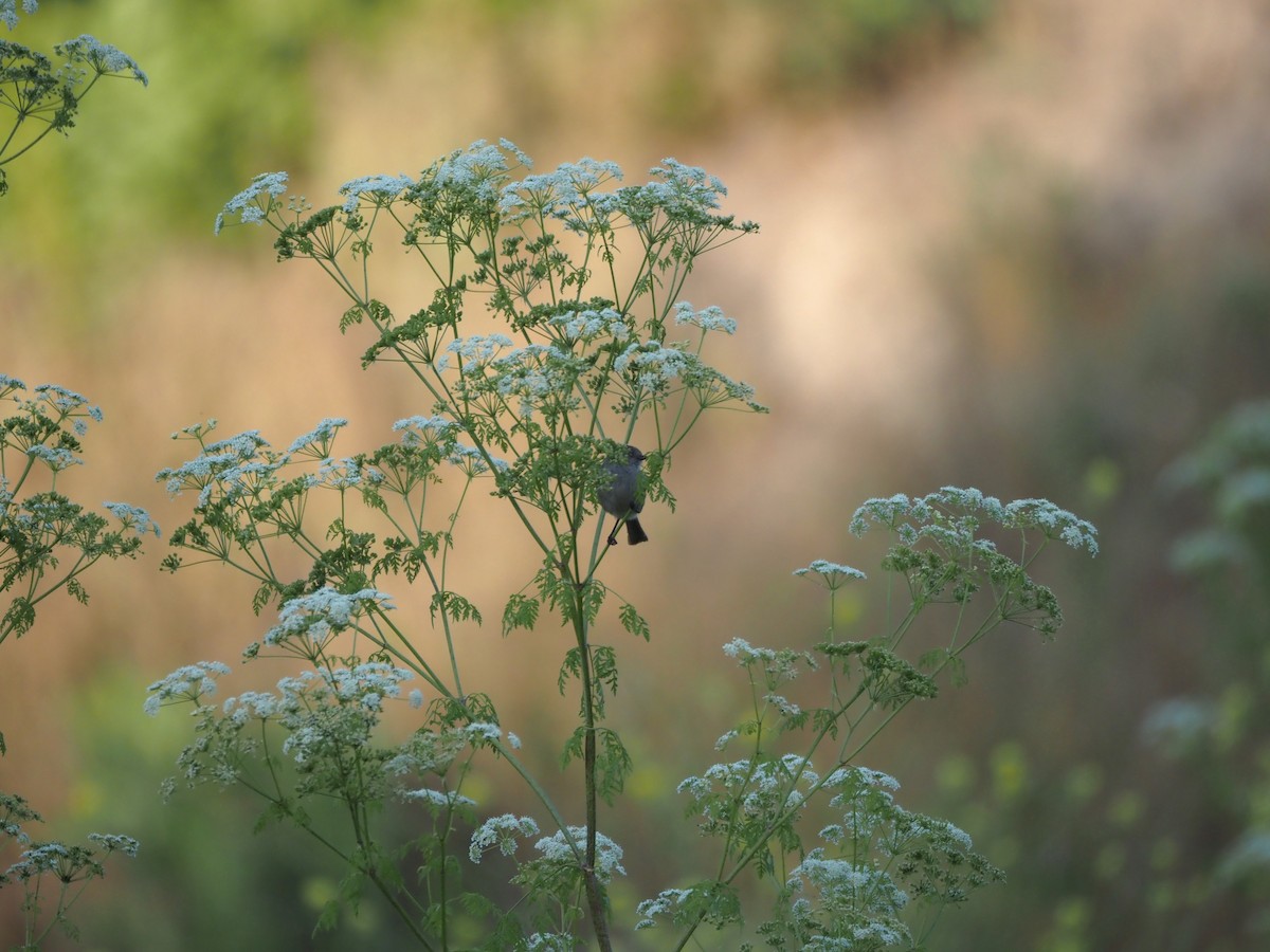 Bushtit - ML620277967