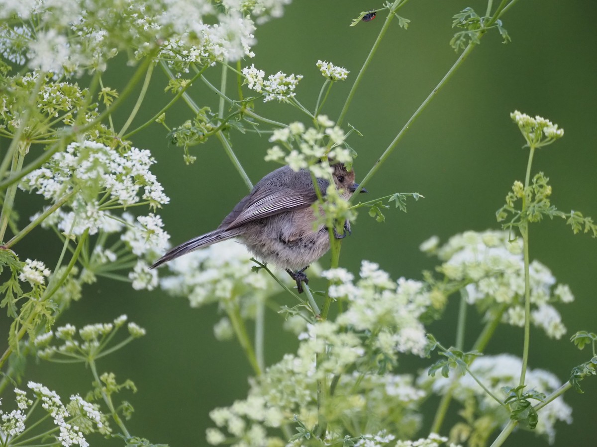 Bushtit - ML620277968