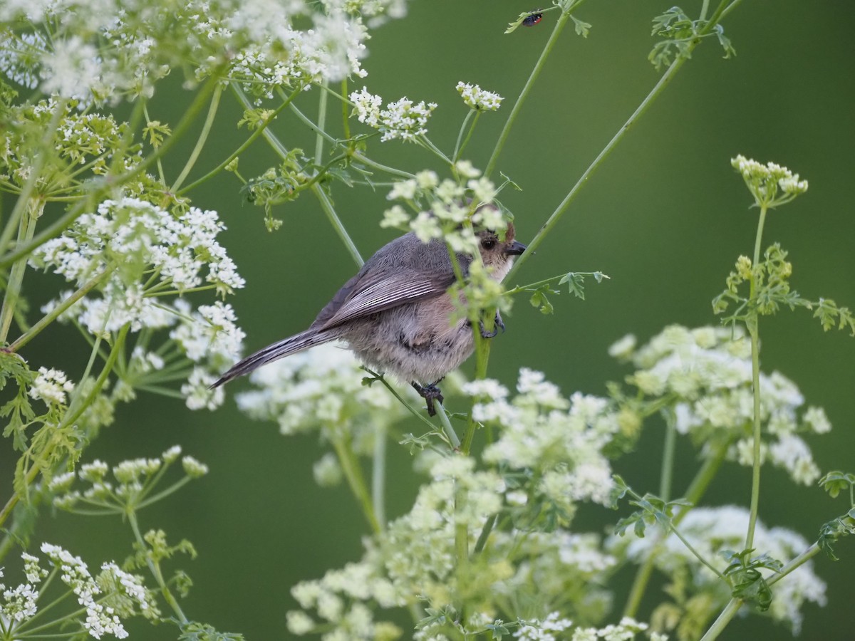 Bushtit - ML620277969