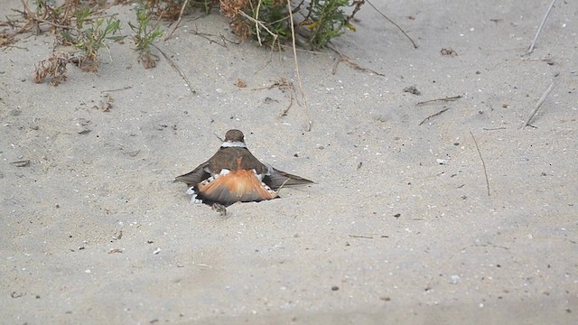 Killdeer - ML620277975