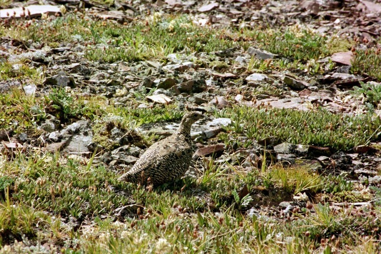 Weißschwanz-Schneehuhn - ML620277977