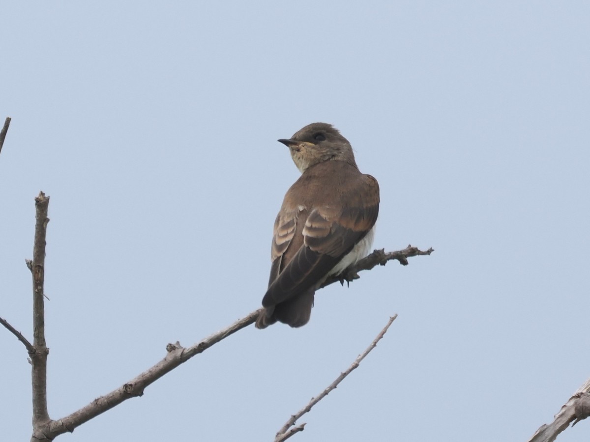 Northern Rough-winged Swallow - ML620277979