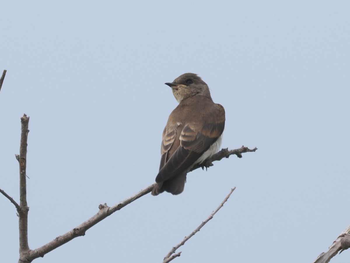 Golondrina Aserrada - ML620277979