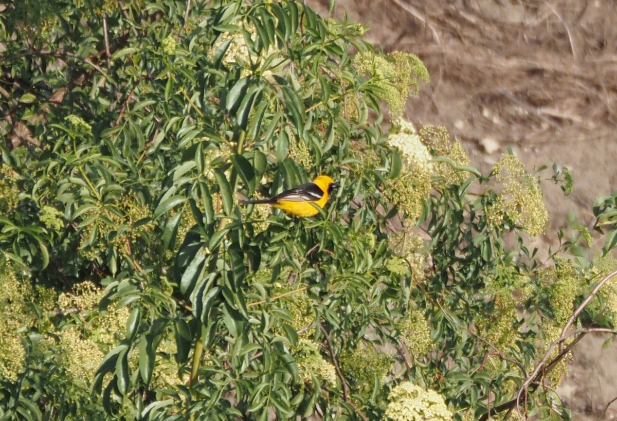 Oriole masqué - ML620277981