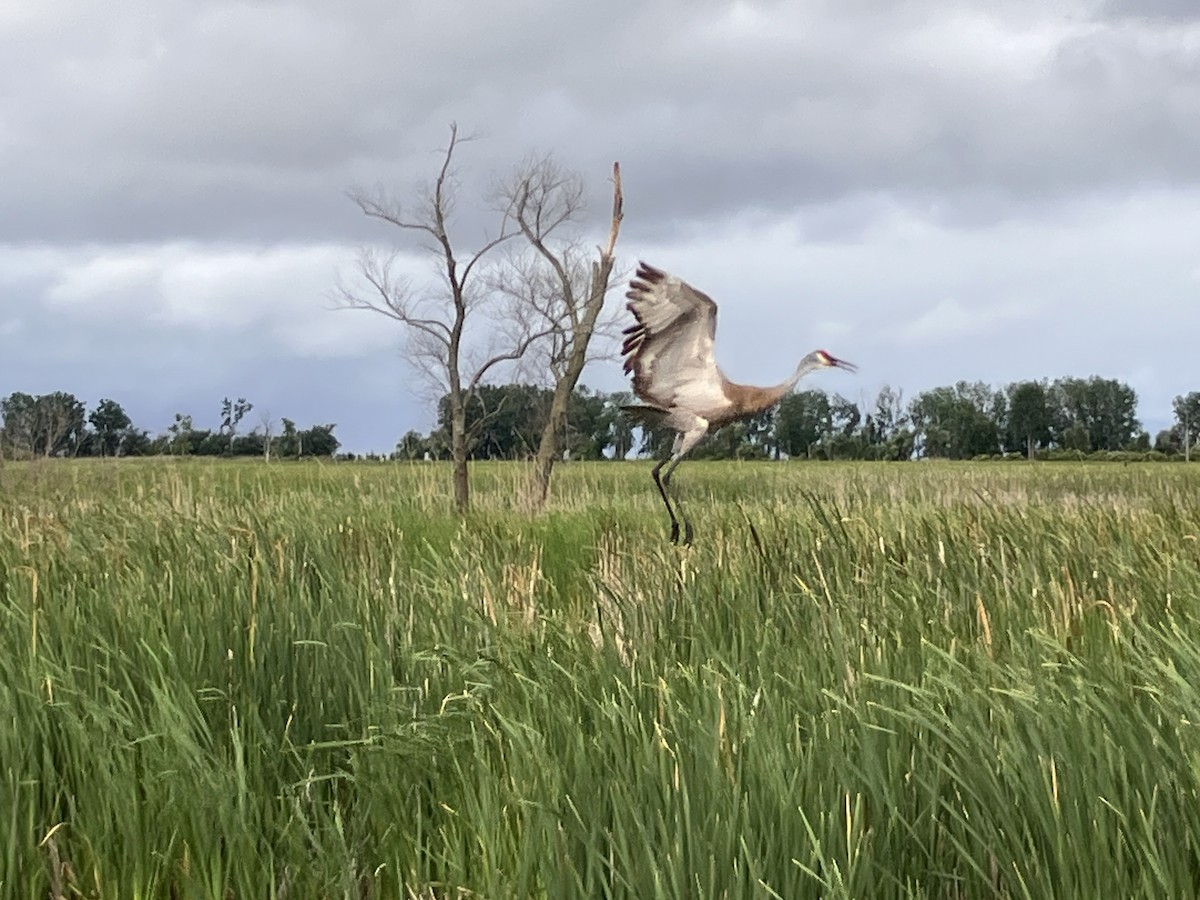 Sandhill Crane - ML620277988