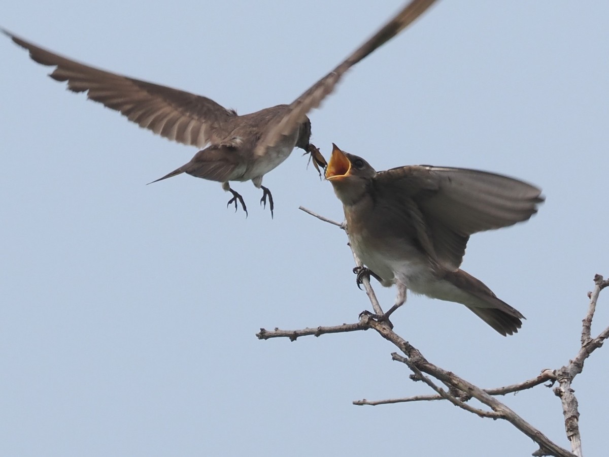 Northern Rough-winged Swallow - ML620277999