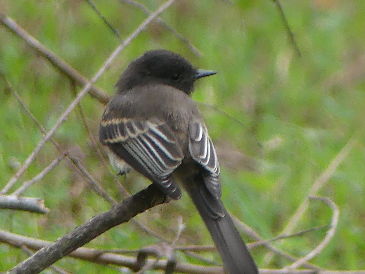 Black Phoebe - ML620278001