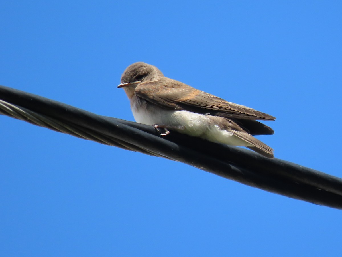 Hirondelle à ailes hérissées - ML620278003