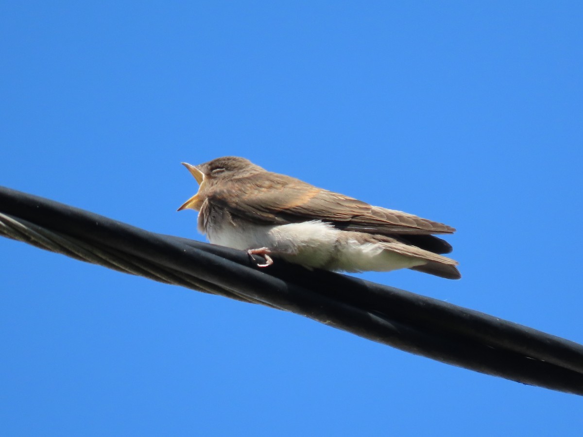 Northern Rough-winged Swallow - ML620278004
