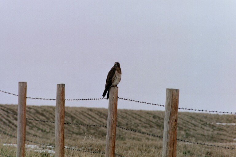 Swainson's Hawk - ML620278005