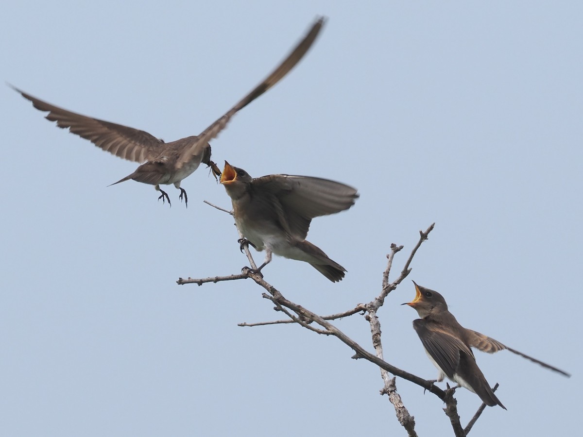 Hirondelle à ailes hérissées - ML620278007