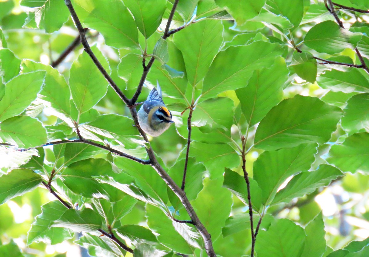 Common Firecrest - ML620278009