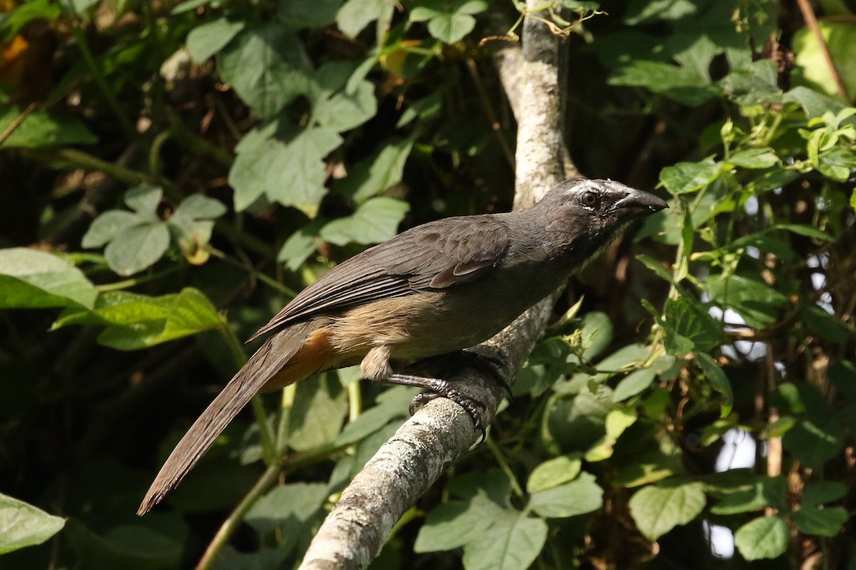 Cinnamon-bellied Saltator - ML620278013