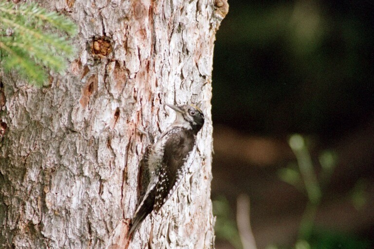 American Three-toed Woodpecker - ML620278015