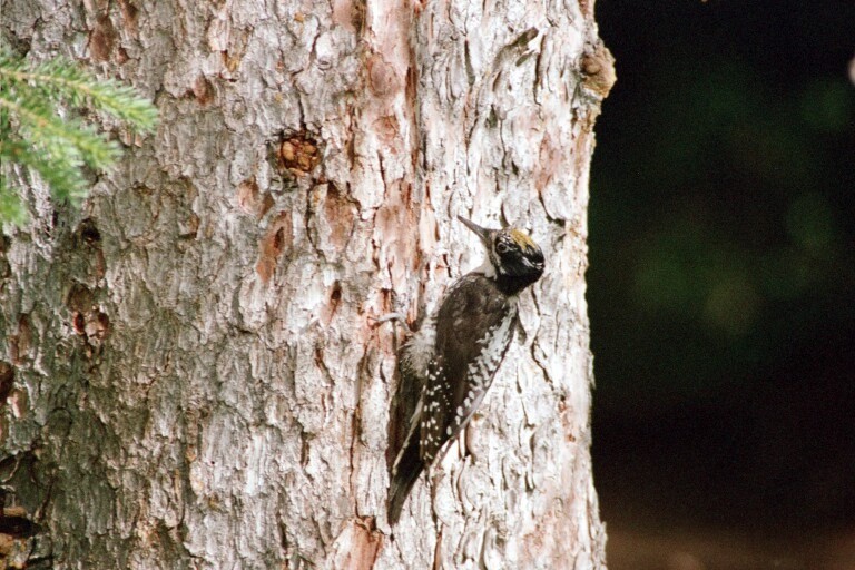 American Three-toed Woodpecker - ML620278016